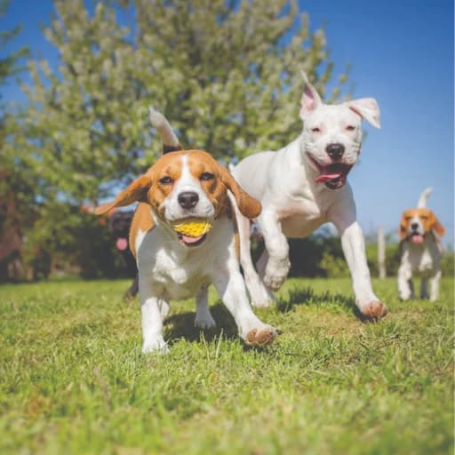 dog-park-jardines-de-bellavista-ortiz-finca-raiz